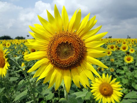 flower-sunflower-karnataka-india-64221.jpg